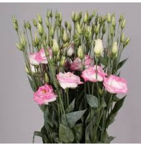 ΛΥΣΙΑΝΘΟΣ ΔΙΧΡΩΜΟΣ LYS.  ROSITA HOT LIPS